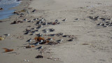 Semipalmated Sandpiper