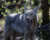 Yawning Coyote.jpg