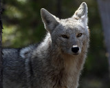 Coyote Closeup.jpg