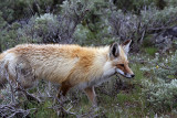 Fox Near Yellowstone Picnic Area.jpg