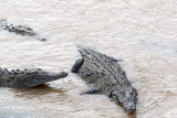 Crocodiles in the River.jpg