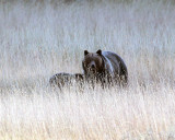 Pelican Valley Sow and Cub.jpg
