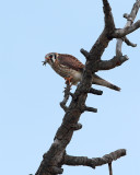 American Kestrel