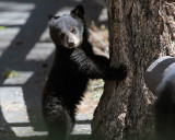 Bear Cub at Calcite Springs