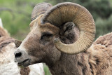 Bighorn Profile