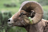 Bighorn Ram Chewing