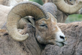 Bighorn Ram Sticking Out His Tongue