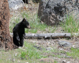 Black Bear Cub Standing by the Tree