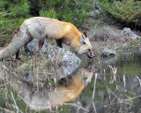 Fox Taking a Drink