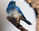 Mountain Bluebird Closeup