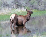 Pregnant Elk Cow