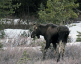 Young Moose Bull