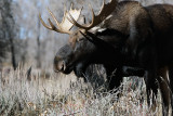 Bull Moose Profile