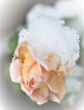 Snowy Rose 