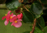 Begonia Blooms