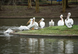 Visiting Pelicans