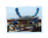 Artsy Blue Crab