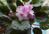 African Violets