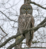 Great Gray Owl