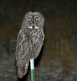 Great Gray Owl