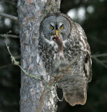 Great Gray Owl