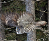 Great Gray Owl