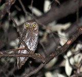 Elf Owl