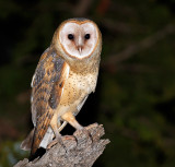 Barn Owl