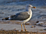 Lesser Black-backed Gull