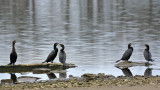 Neotropic Cormorants