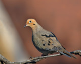 Mourning Dove