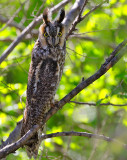 Long-eared Owl