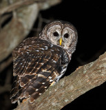 Barred Owl