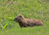 Woodchuck