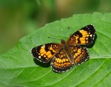 Silvery Checkerspot