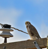 Prairie Falcon