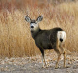 Mule Deer