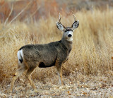 Mule Deer