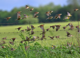 Dickcissels