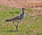 Upland Sandpiper