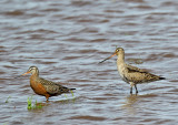 Hudsonian Godwits