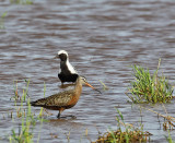 Black-bellied Plover