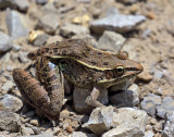 Southern Leopard Frog