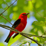 Scarlet Tanager