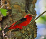 Scarlet Tanager