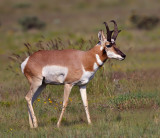 Pronghorn