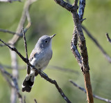 Blue-gray Gnatcatcher