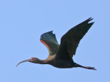 Glossy x White-faced Ibis hybrid