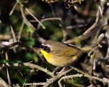 Common Yellowthroat