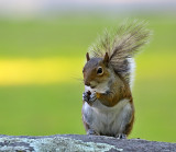 Gray Squirrel